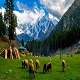 fairy-Meadows